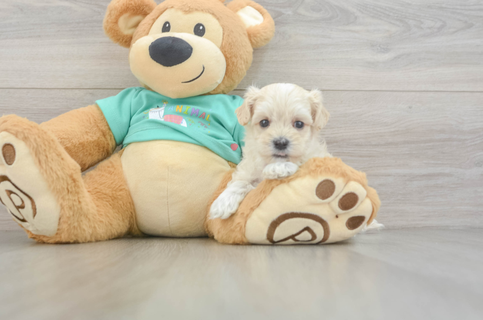 6 week old Maltipoo Puppy For Sale - Premier Pups