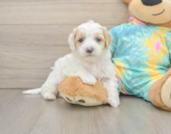 7 week old Maltipoo Puppy For Sale - Premier Pups