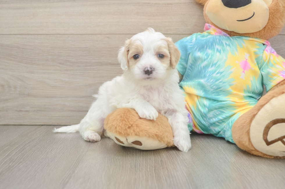 5 week old Maltipoo Puppy For Sale - Premier Pups