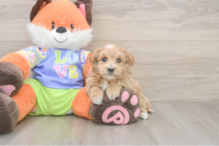 Popular Maltipoo Poodle Mix Pup