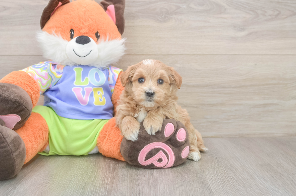 5 week old Maltipoo Puppy For Sale - Premier Pups
