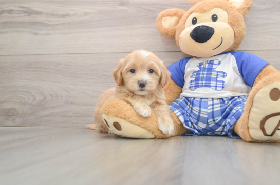 Maltipoo Pup Being Cute