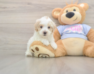 8 week old Maltipoo Puppy For Sale - Premier Pups