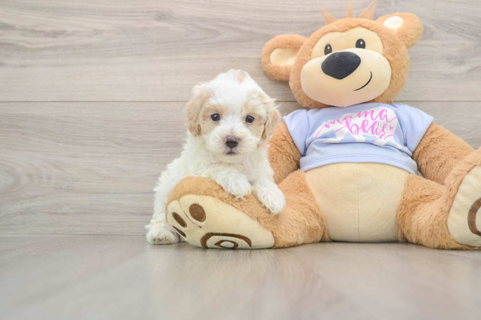 Sweet Maltipoo Baby
