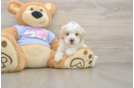 Fluffy Maltipoo Poodle Mix Pup