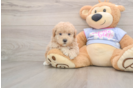 Popular Maltipoo Poodle Mix Pup