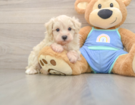 8 week old Maltipoo Puppy For Sale - Premier Pups