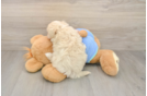 Playful Maltidoodle Poodle Mix Puppy