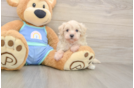 Maltipoo Pup Being Cute