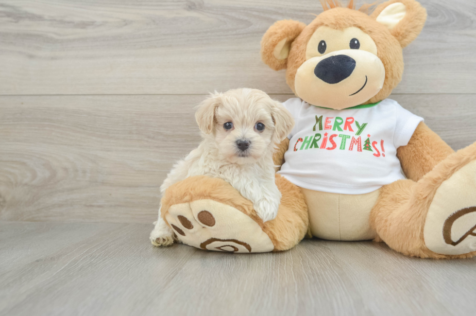 5 week old Maltipoo Puppy For Sale - Premier Pups