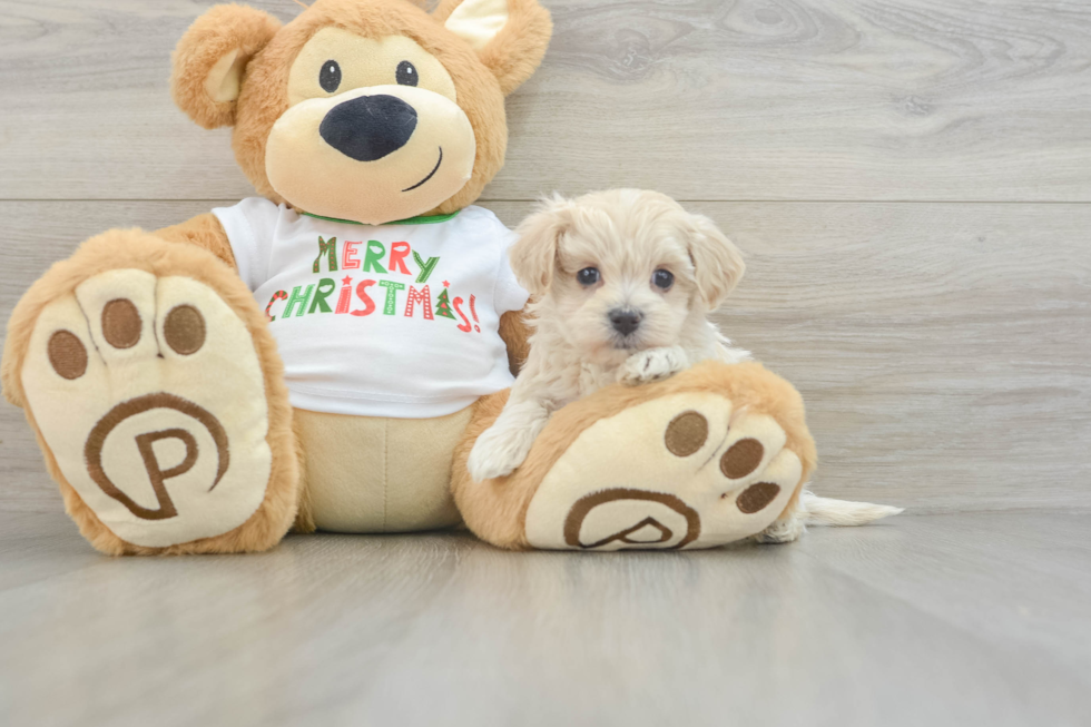 Best Maltipoo Baby