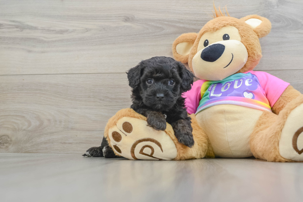 Petite Maltipoo Poodle Mix Pup