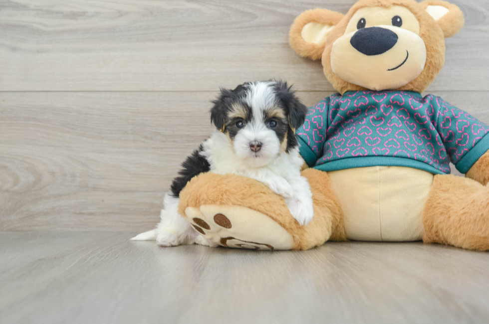 5 week old Maltipoo Puppy For Sale - Premier Pups