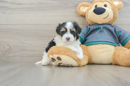 Popular Maltipoo Poodle Mix Pup