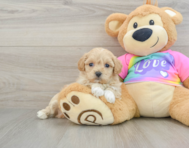 8 week old Maltipoo Puppy For Sale - Premier Pups