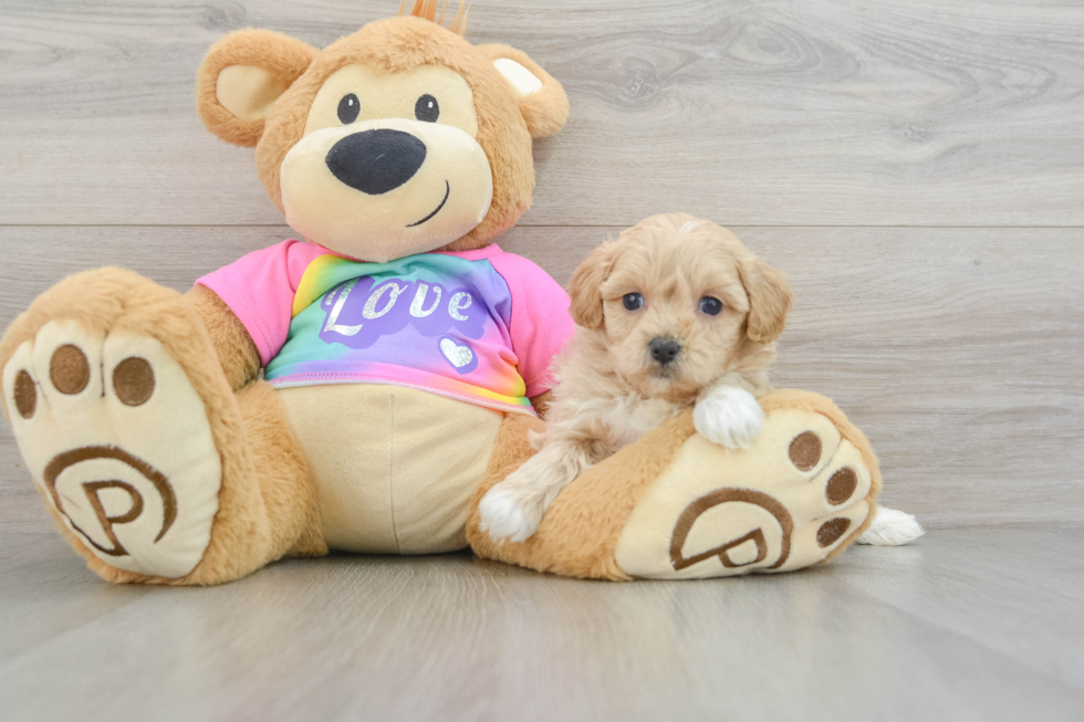 Adorable Maltepoo Poodle Mix Puppy