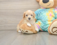 7 week old Maltipoo Puppy For Sale - Premier Pups