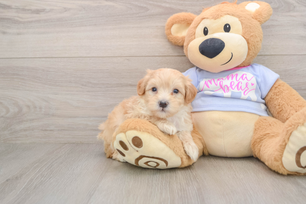 Maltipoo Puppy for Adoption