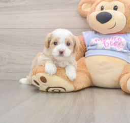 6 week old Maltipoo Puppy For Sale - Premier Pups