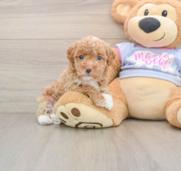 7 week old Maltipoo Puppy For Sale - Premier Pups