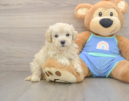 8 week old Maltipoo Puppy For Sale - Premier Pups