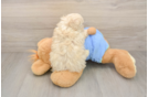 Maltipoo Puppy for Adoption