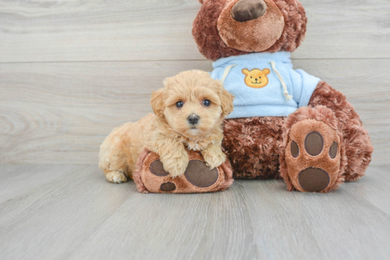 Popular Maltipoo Poodle Mix Pup