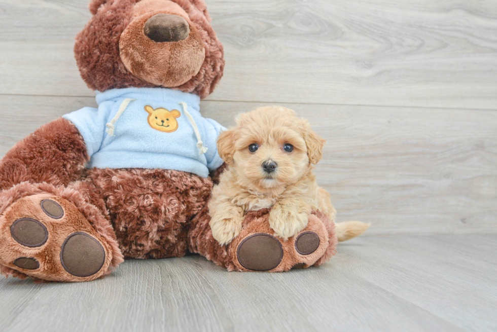 Small Maltipoo Baby