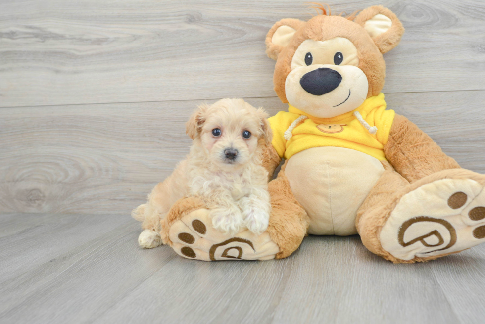 Maltipoo Pup Being Cute