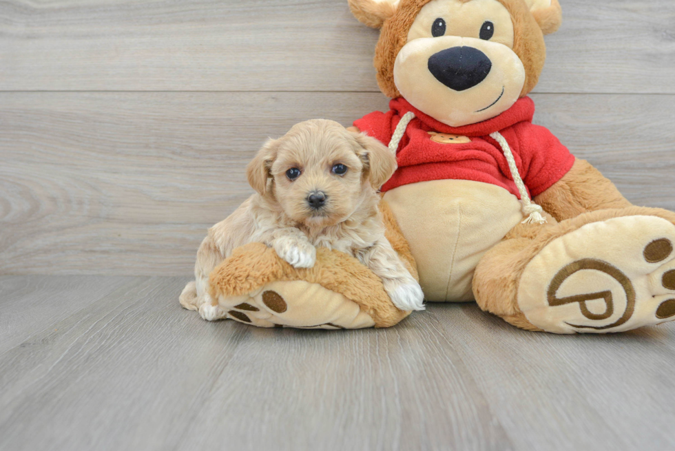 Maltipoo Puppy for Adoption