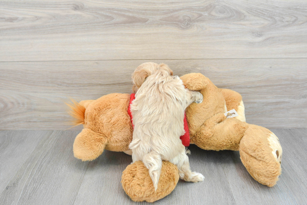 Energetic Maltese Poodle Poodle Mix Puppy