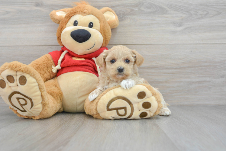 Fluffy Maltipoo Poodle Mix Pup