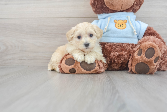 Best Maltipoo Baby