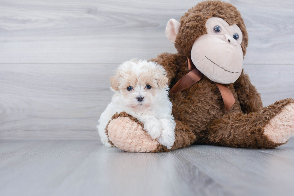 Fluffy Maltipoo Poodle Mix Pup