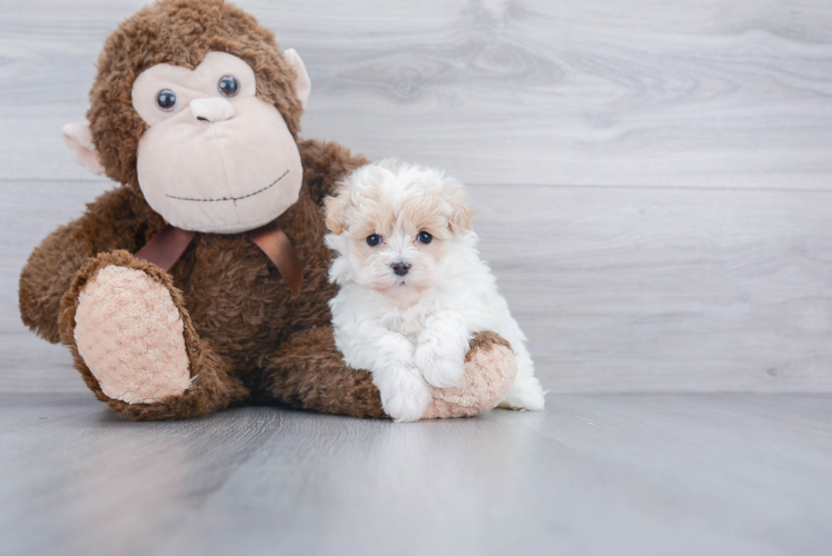 Smart Maltipoo Poodle Mix Pup