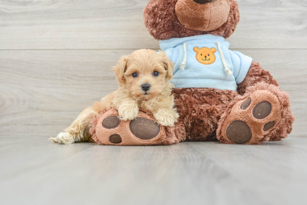 Maltipoo Puppy for Adoption