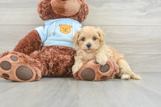 Hypoallergenic Moodle Poodle Mix Puppy