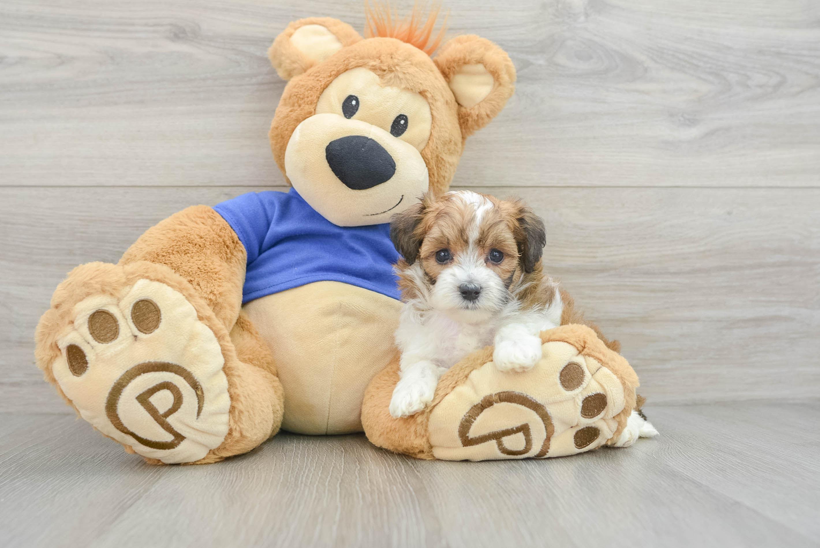 Energetic Maltepoo Poodle Mix Puppy