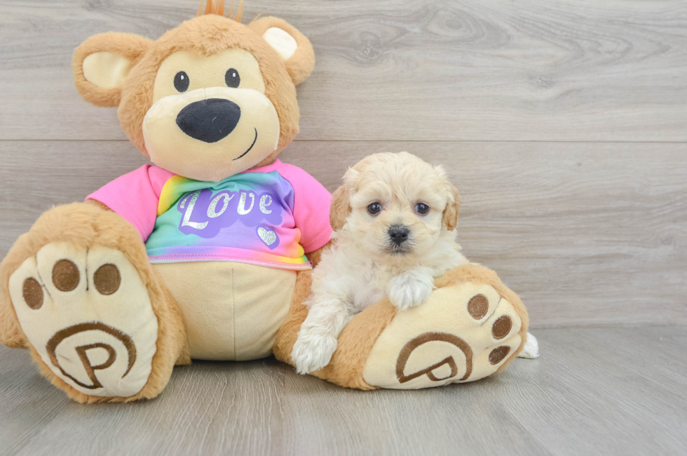 6 week old Maltipoo Puppy For Sale - Premier Pups