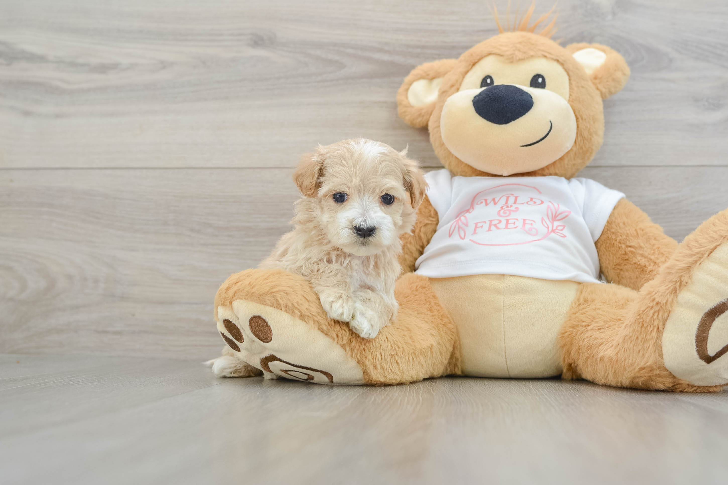 Popular Maltipoo Poodle Mix Pup