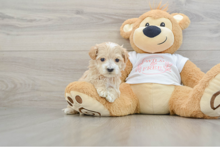 Popular Maltipoo Poodle Mix Pup
