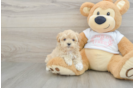 Maltipoo Puppy for Adoption
