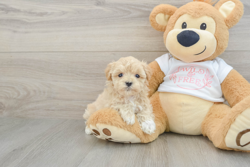 Maltipoo Puppy for Adoption