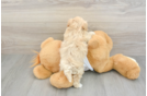 Smart Maltipoo Poodle Mix Pup