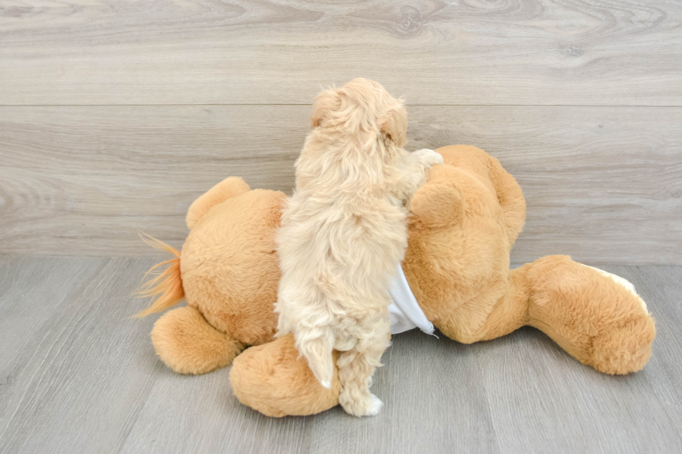 Smart Maltipoo Poodle Mix Pup