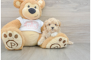 Best Maltipoo Baby