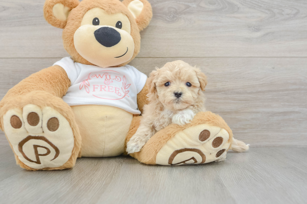 5 week old Maltipoo Puppy For Sale - Premier Pups