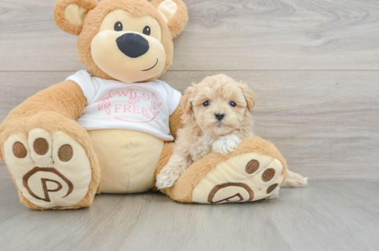 Best Maltipoo Baby