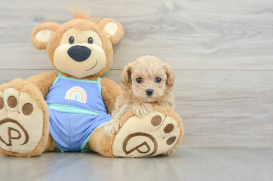 Adorable Malt Oodle Poodle Mix Puppy