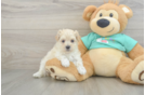 Fluffy Maltipoo Poodle Mix Pup